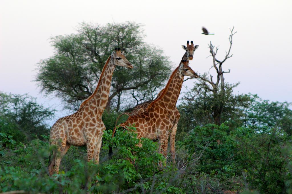 Hotel Mtomeni Safari Camp Phalaborwa Exteriér fotografie