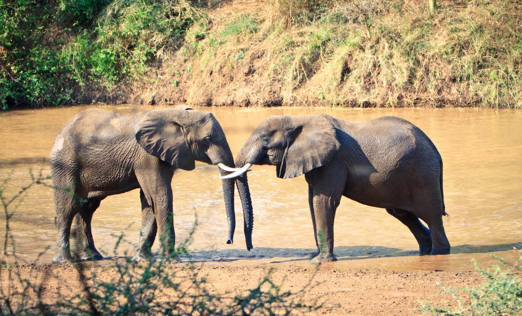 Hotel Mtomeni Safari Camp Phalaborwa Exteriér fotografie